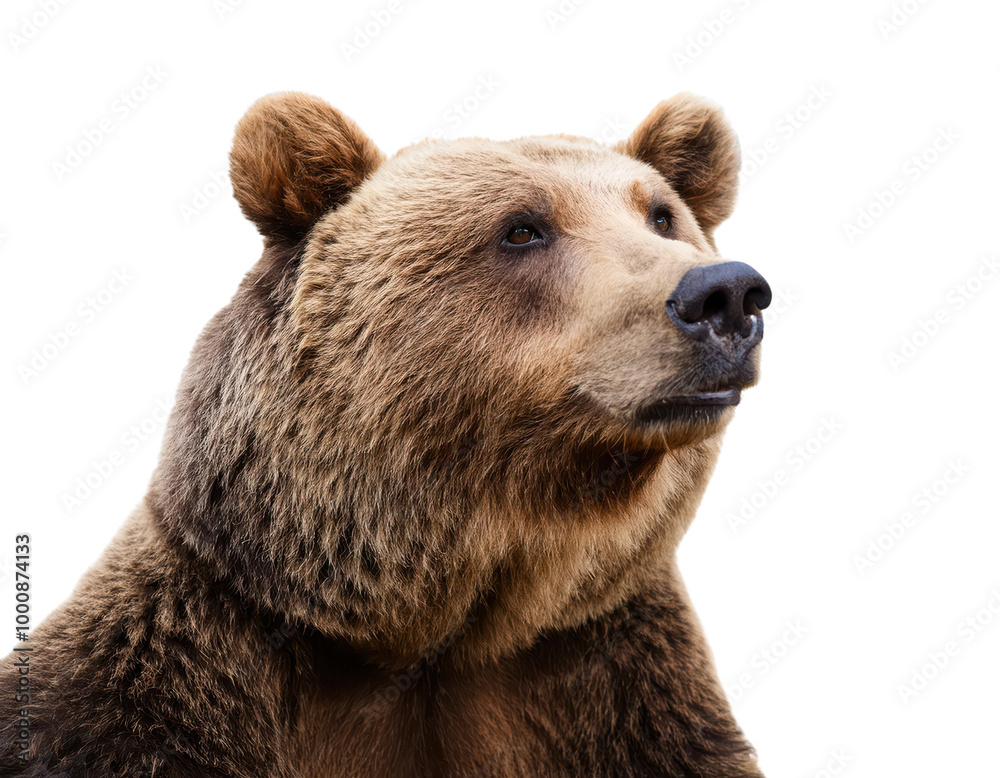 Brown bear portrait, white isolate background transparent Brown bear portrait, white isolate background transparent