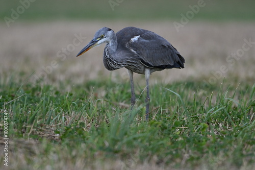 Graureiher / Fischreiher - wildlebend, bei der Futtersuche