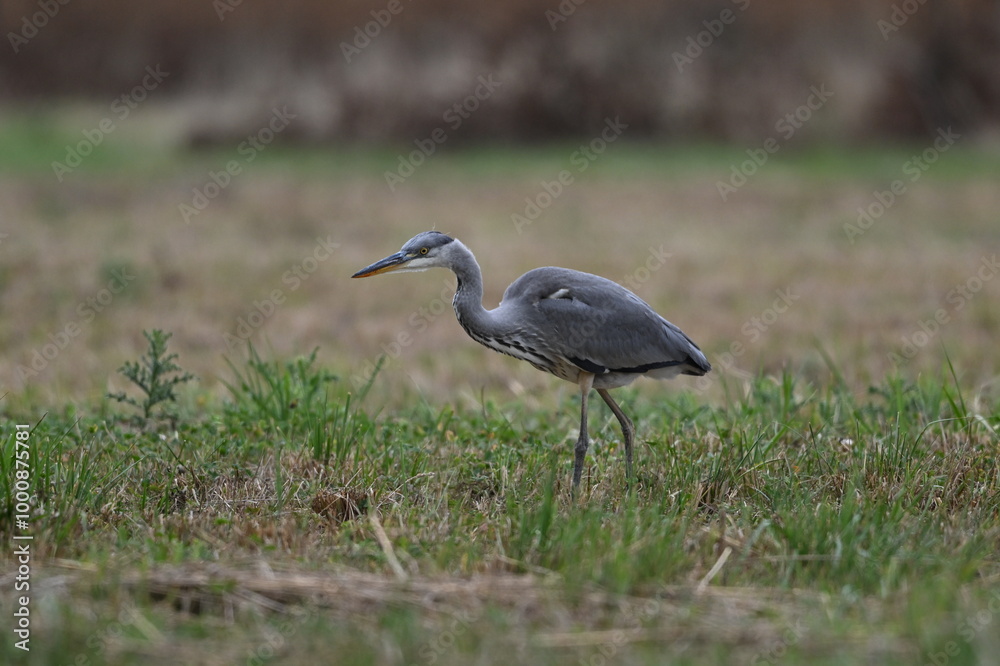 Graureiher / Fischreiher - wildlebend,
bei der Futtersuche Graureiher / Fischreiher - wildlebend,
bei der Futtersuche