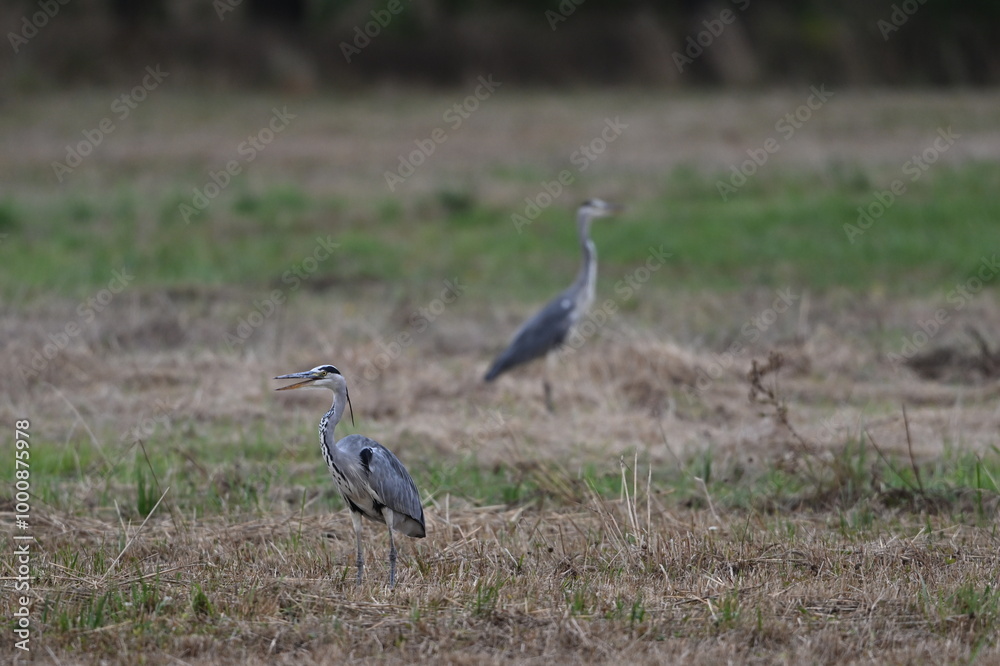 Graureiher / Fischreiher - wildlebend,
bei der Futtersuche Graureiher / Fischreiher - wildlebend,
bei der Futtersuche