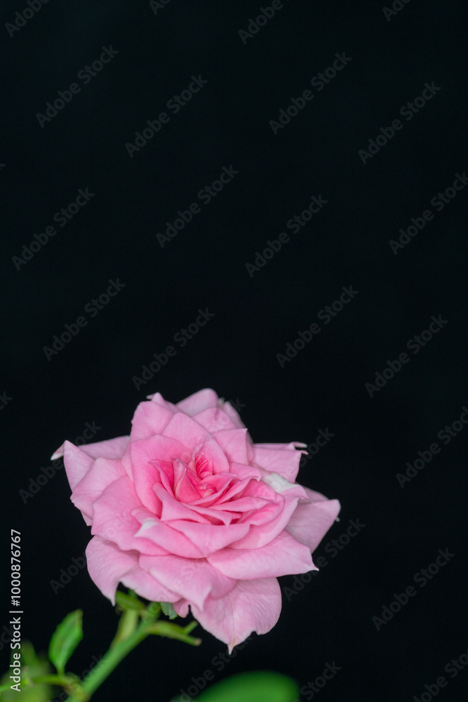Full blooming of pink rose in Japan in autumn