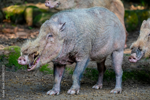 The closed image of bearded pig (Sus barbatus) . 
It can be recognized by its prominent beard. It also sometimes has tassels on its tail.  photo