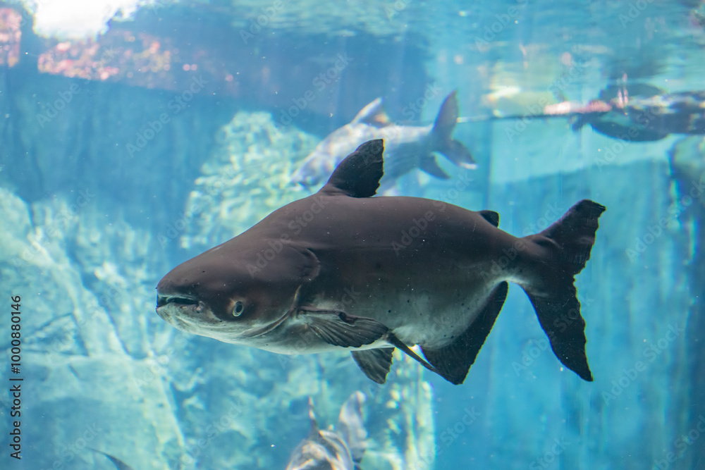 Fototapeta premium The Mekong giant catfish (Pangasianodon gigas) is a large, critically endangered species of catfish, native to the Mekong basin in Southeast Asia and adjacent China.