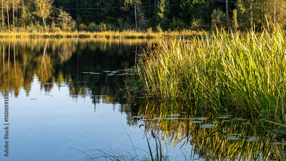 beautiful landscape with a small forest lake, pure lake in the evening light, calm summer