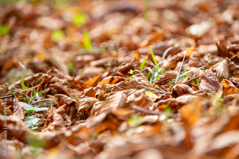 Herbstlaub am Boden Herbstlaub am Boden
