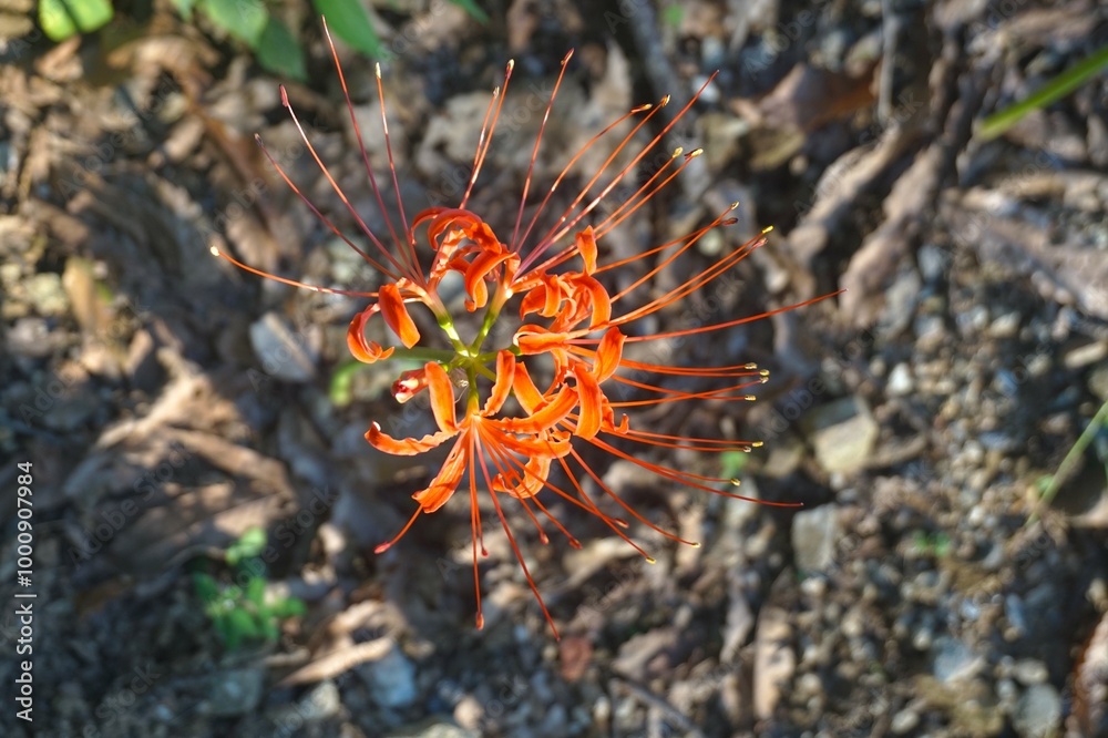 Cluster amaryllis, Spider Lilies. Red spider lily or cluster amaryllis flowers Close-up in the garden. Autumn background. Cluster amaryllis, Spider Lilies. Red spider lily or cluster amaryllis flowers Close-up in the garden. Autumn background.