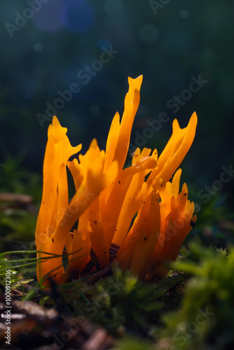 Yellow staghorn, calocera viscosa mushroom growing in forest moss. Czech toadstool plant background