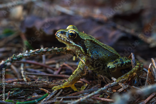 Small grass frog, Rana temporaria animal sitting on tree trunk. Czech wildlife background photo