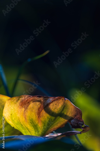 Detail of Floating leaf pondweed, potamogeton natans flower with dark background. Plant vertical wallpaper photo