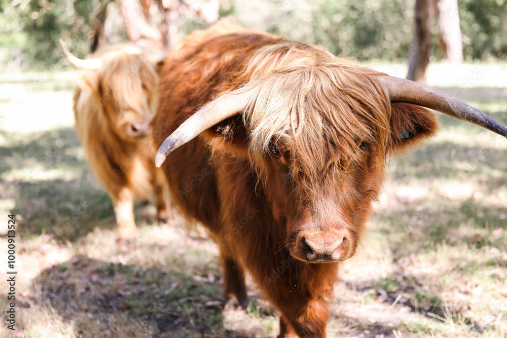 Two highland cows calmly walking in field Two highland cows calmly walking in field