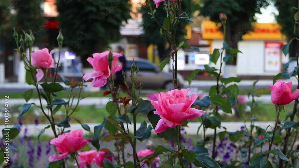 Delicate pink rose flowers on a bush close-up against the background of moving cars and pedestrians. B roll Delicate pink rose flowers on a bush close-up against the background of moving cars and pedestrians. B roll