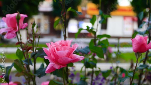 Delicate pink rose flowers on a bush close-up against the background of moving cars and pedestrians. B roll