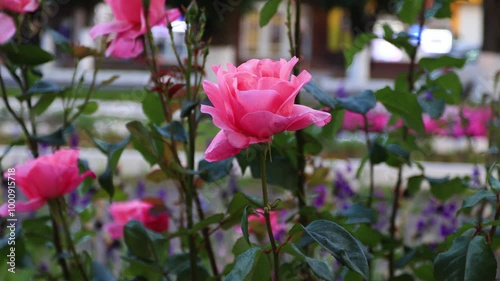 Delicate pink rose flowers on a bush close-up against the background of moving cars and pedestrians. B roll