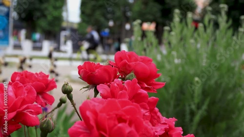 Red roses on a bush close-up against the background of moving cars and pedestrians. B-roll