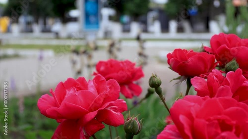 Large red roses on a bush close-up against the background of moving cars and pedestrians. B-roll