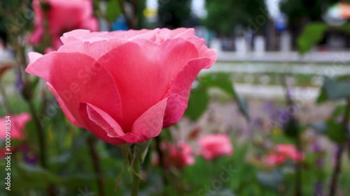 A huge half-opened pink rosebud against the street. B roll