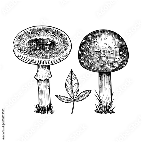Hand drawn fly agaric. Vector illustration