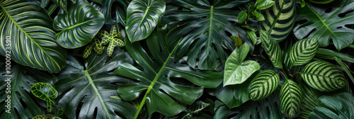 Lush green leaves create vibrant and tropical atmosphere, showcasing various textures and patterns. This image captures beauty of natures foliage, perfect for enhancing any design photo