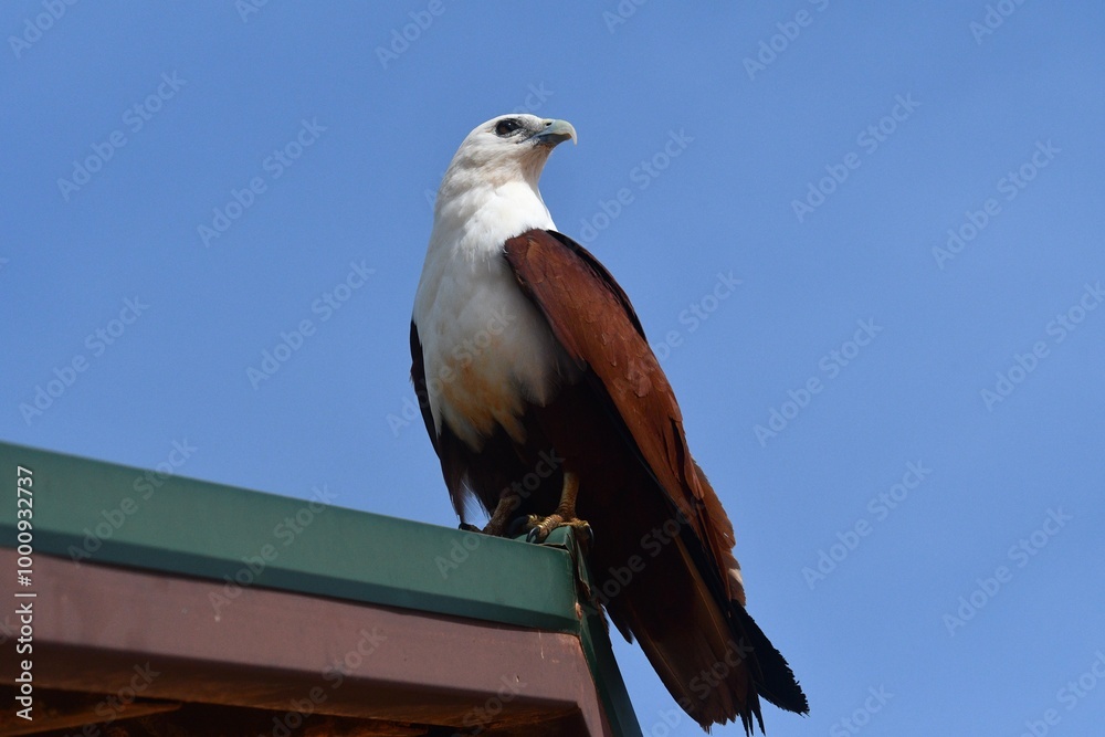 Fototapeta premium A white-bellied sea eagle is seen in profile. His head and abdomen is white, and wings, tail and back are brown. His beak is curved. He is standing on a roof. The sky behind is blue.