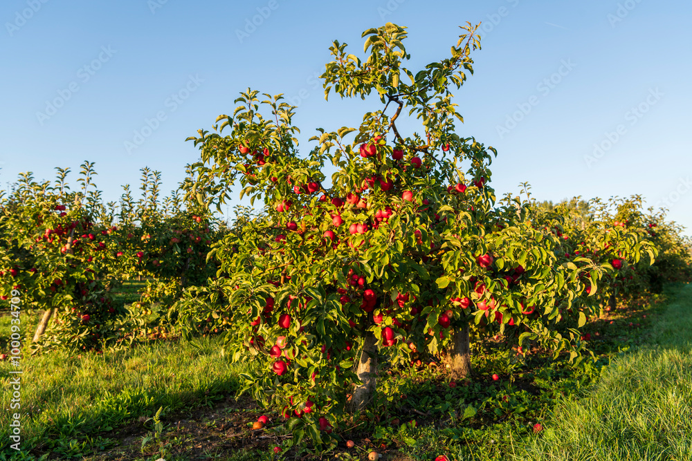 apples on a tree apples on a tree