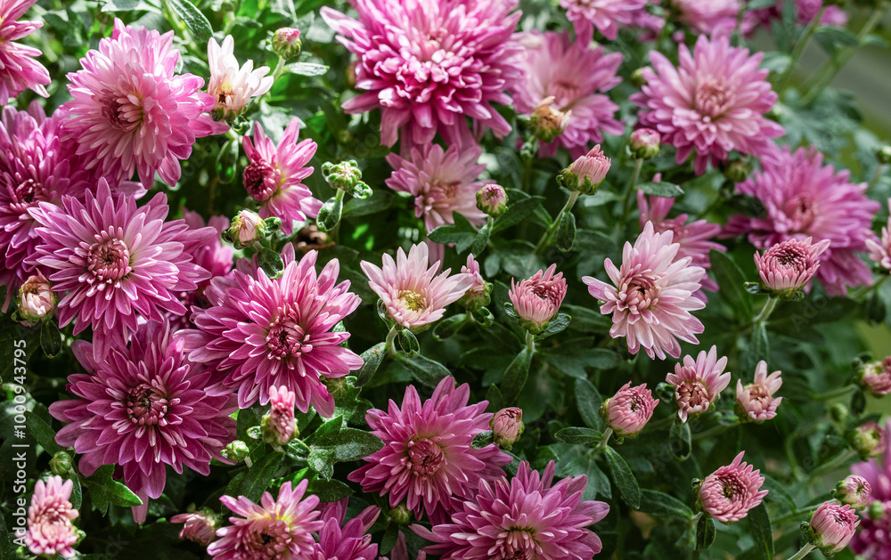 Vibrant purple and pink chrysanthemums blooming in a sunny garden during early autumn Vibrant purple and pink chrysanthemums blooming in a sunny garden during early autumn