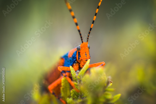 Leichhardt Grasshopper photo