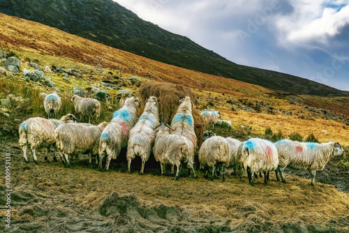 A group of sheep are eating hay from a pile on a hillside. The hillside is covered in brown and green grass. The sky is cloudy and a mountain is in the background.