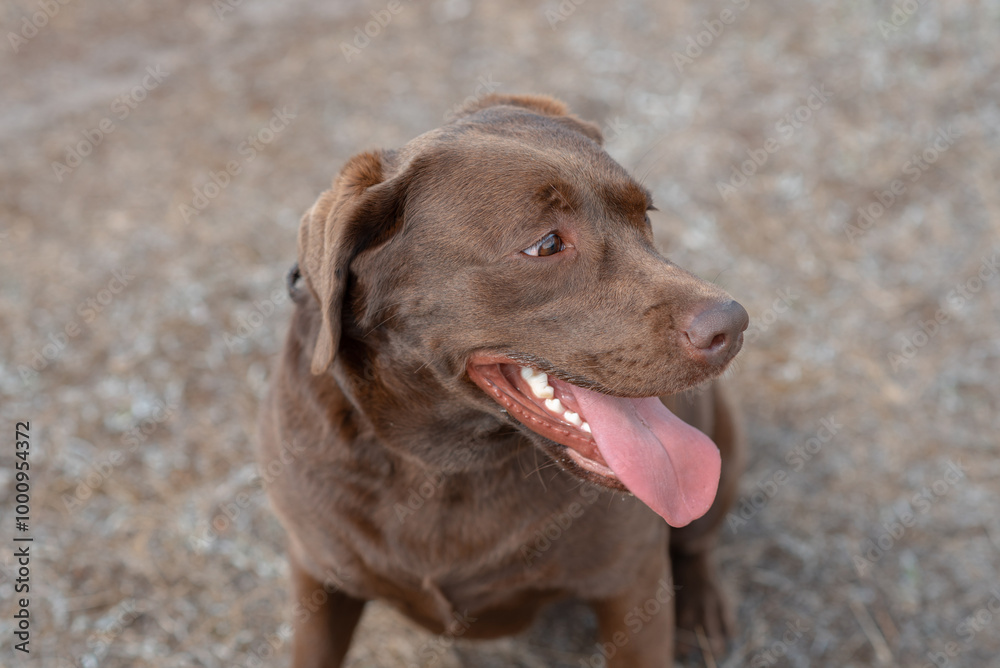brown labrador at walk outdoors in field, tongue out, dogwalking concept brown labrador at walk outdoors in field, tongue out, dogwalking concept