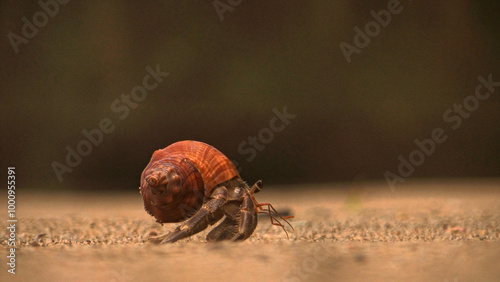 Hermit crab walking along beach with distinct shell. Close up photo