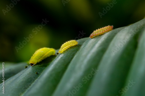 Plains Cupid or cycad blue (Luthrodes pandava) butterfly caterpillar, or larval stage. Grouping on a broad leaf surface, natural background photo