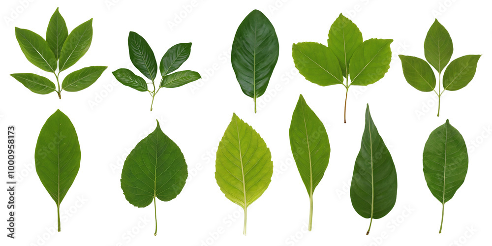 collection of green leaves isolated on transparent background collection of green leaves isolated on transparent background