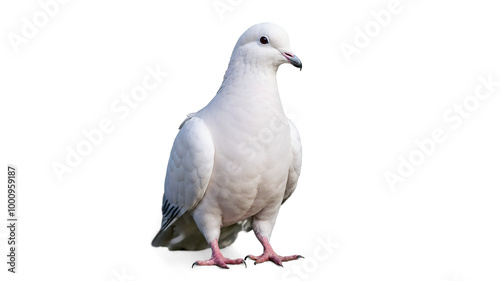 Wallpaper Mural white pigeon isolated on transparent background Torontodigital.ca