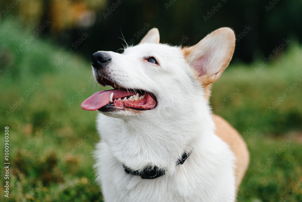 red and white Welsh Corgi Pembroke sits on trail in park with green grass in sunny summer day, looks up at owner, walking in park, dogwalking concept red and white Welsh Corgi Pembroke sits on trail in park with green grass in sunny summer day, looks up at owner, walking in park, dogwalking concept