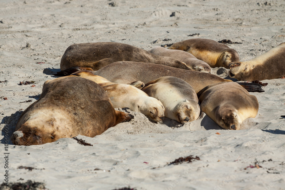 A colony of Australian Sea Lion sleeping on a sandy beach A colony of Australian Sea Lion sleeping on a sandy beach