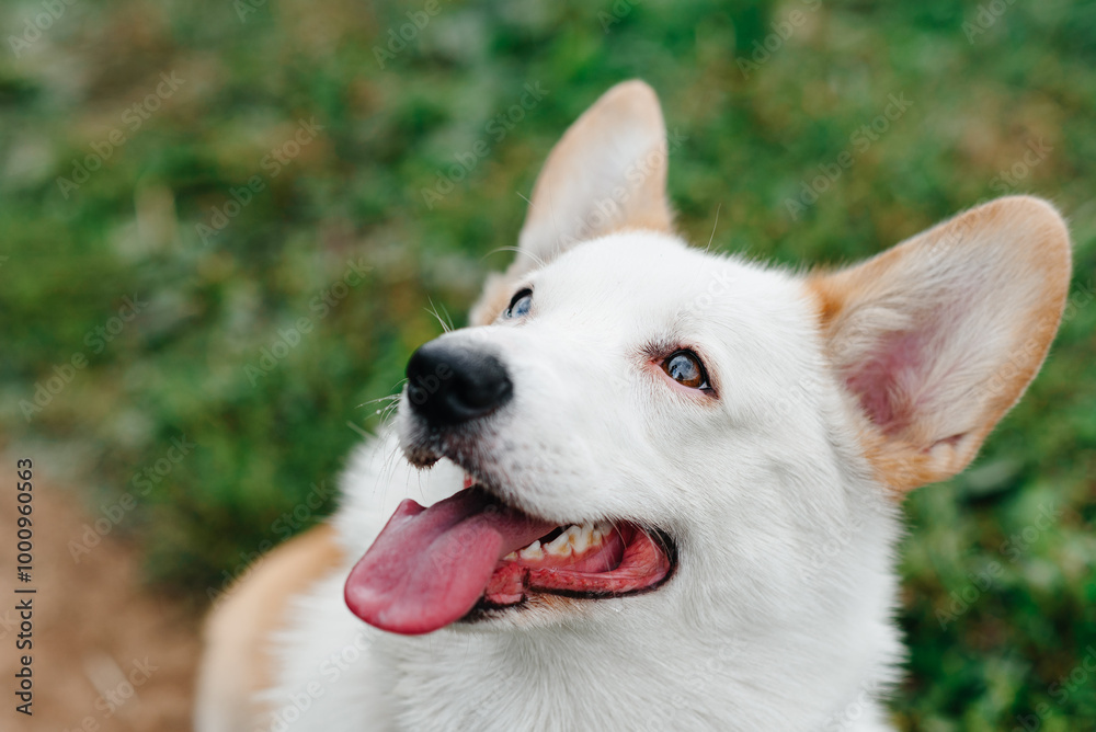 red and white Welsh Corgi Pembroke with heterochromia sits on trail in park with green grass in sunny summer day, looks up at owner, walking in park, dogwalking concept red and white Welsh Corgi Pembroke with heterochromia sits on trail in park with green grass in sunny summer day, looks up at owner, walking in park, dogwalking concept
