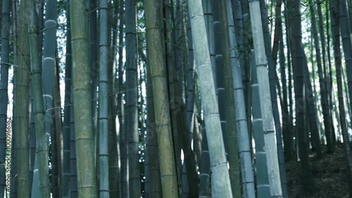 A green bamboo forest shot panning photo