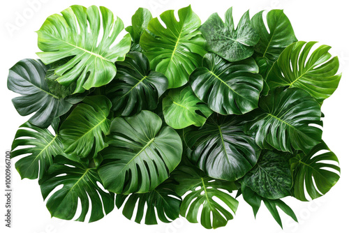 Lush green monstera leaves, arranged beautifully against a white background.