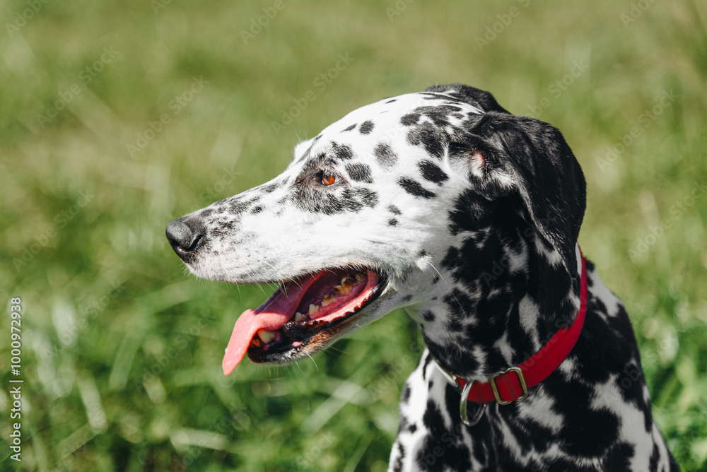 black and white slim and muscular spotted Dalmatian dog in red collar sitting in park with green grass outdoors in hot sunny summer day, tongue out, profile portrait, dogwalking concept black and white slim and muscular spotted Dalmatian dog in red collar sitting in park with green grass outdoors in hot sunny summer day, tongue out, profile portrait, dogwalking concept