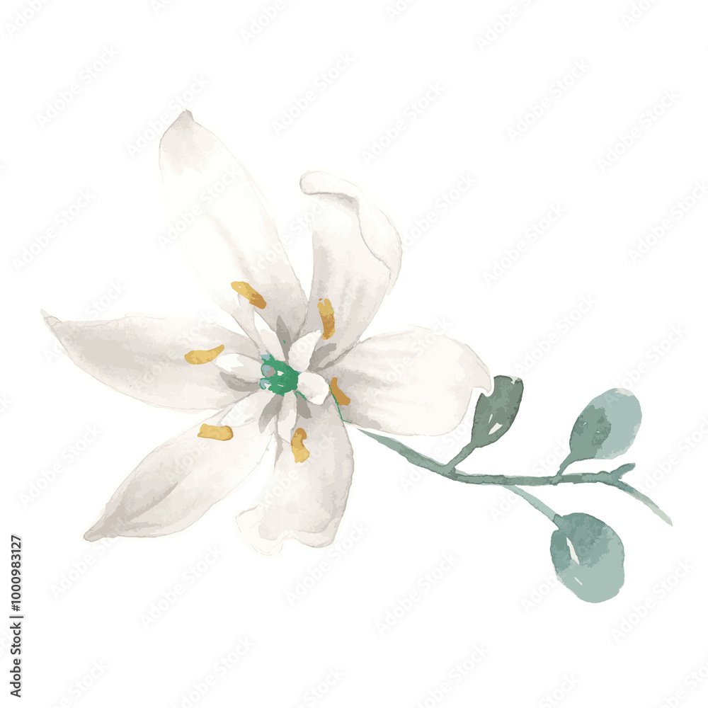Obraz premium White flower png sticker, transparent background