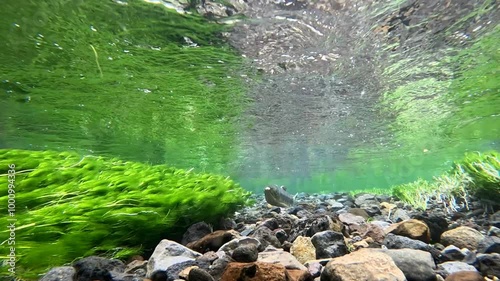 Underwater photography of chum salmon in the Nishibetsu River, Shibecha Town