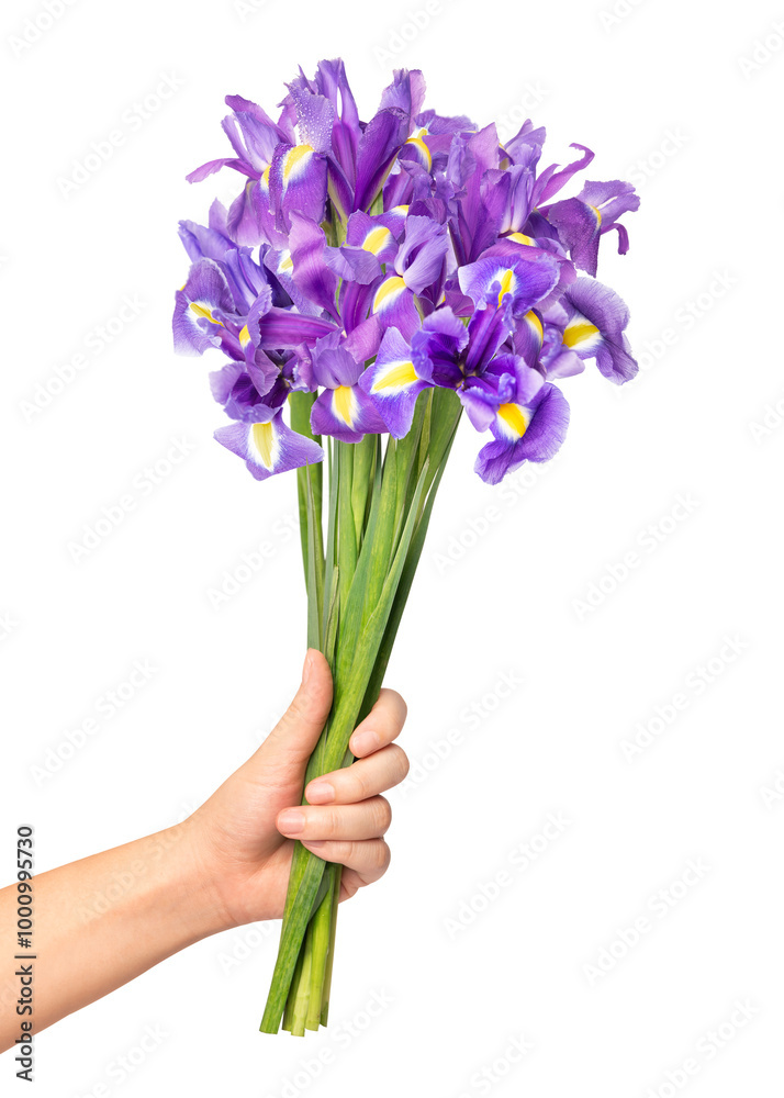Fototapeta premium PNG purple iris, held by hand, collage element