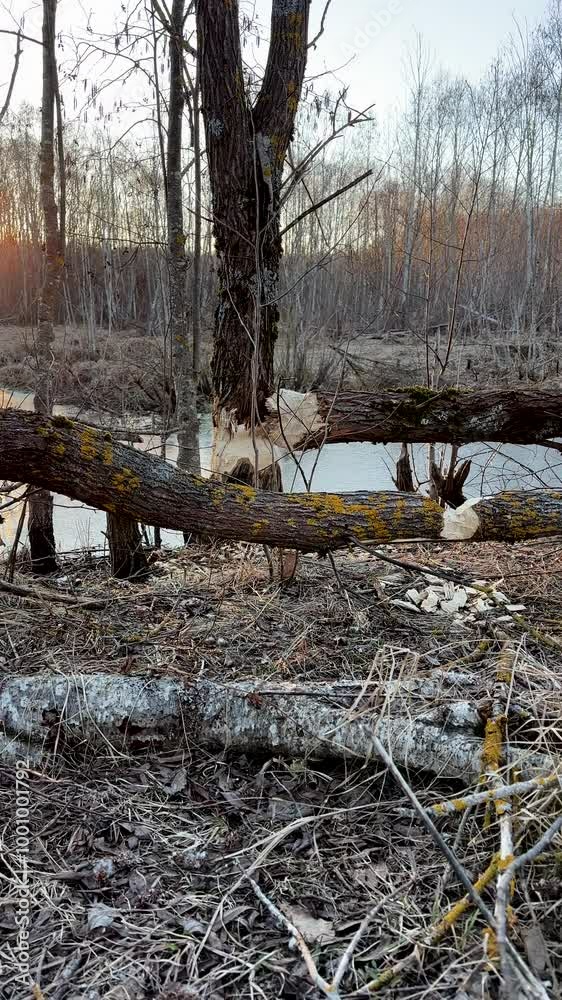 Trees in near river gnawed by beavers. Tree felled by beaver. Beaver work. Trees cut down by beavers in forest. Work of beaver at river. Tree cut beavers on lake. Trees in near river gnawed by beavers. Tree felled by beaver. Beaver work. Trees cut down by beavers in forest. Work of beaver at river. Tree cut beavers on lake.