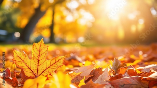 Autumn Leaves with Soft Sunlight in Background