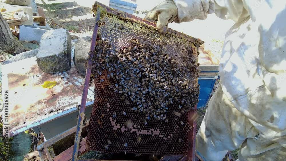 A close-up image of a beekeeper in protective gear inspecting a honeycomb filled with bees. 4K. A close-up image of a beekeeper in protective gear inspecting a honeycomb filled with bees. 4K.