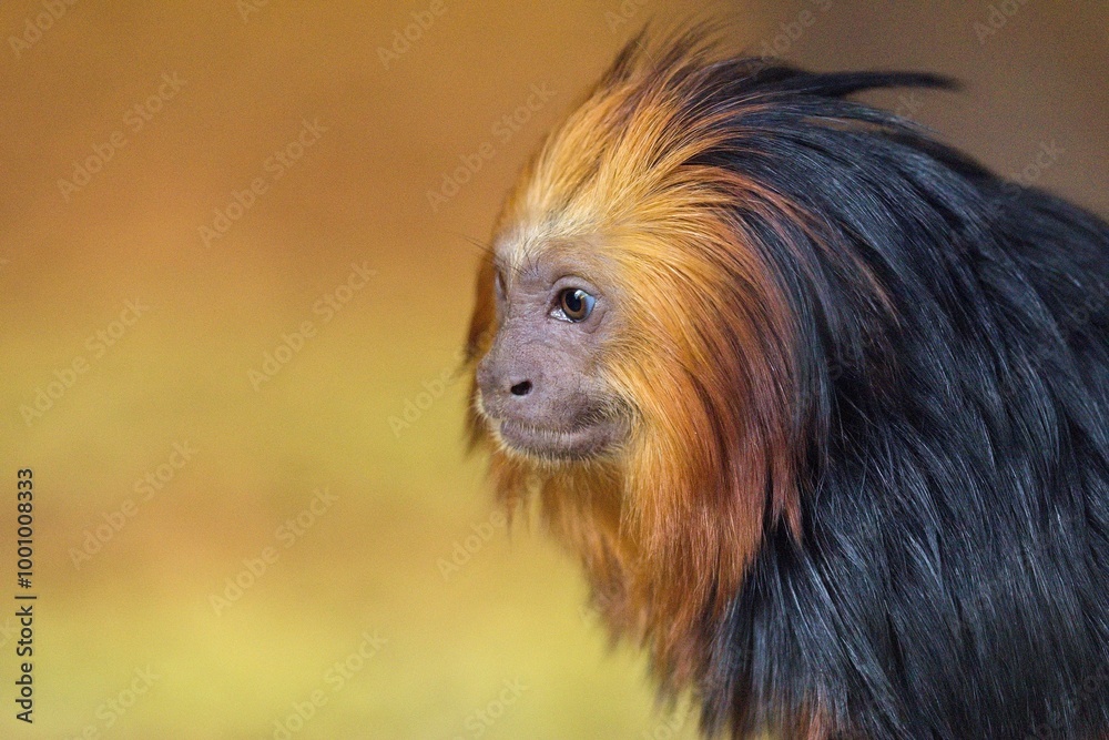 golden lion tamarin
