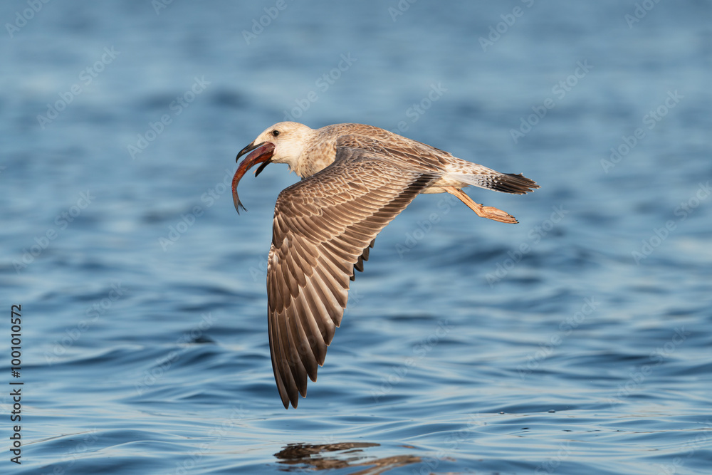Caspian gull - Larus cachinnans in flight with spread wings and fish in beak with blue water in background. Photo from Szczecin Lagoon in Poland. Caspian gull - Larus cachinnans in flight with spread wings and fish in beak with blue water in background. Photo from Szczecin Lagoon in Poland.