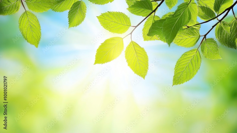 Sunlit green leaves against a bright blue sky Sunlit green leaves against a bright blue sky