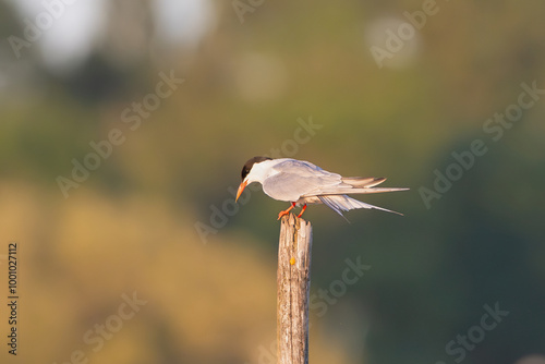 Common tern - Sterna hirundo - on stump at green background. Photo from Szczecin Lagoon in Poland. photo