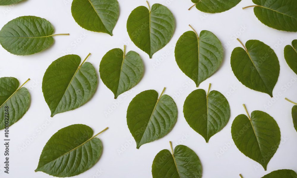 Green leaves arranged in a pattern on a white background Green leaves arranged in a pattern on a white background