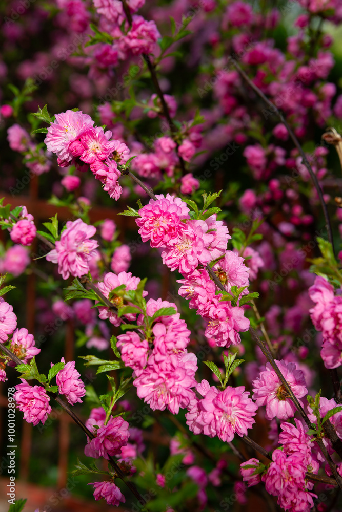 Spring flowers cherry on twigs nature in garden Spring flowers cherry on twigs nature in garden